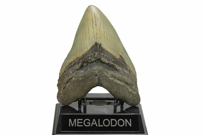 Serrated, Fossil Megalodon Tooth - North Carolina #275522